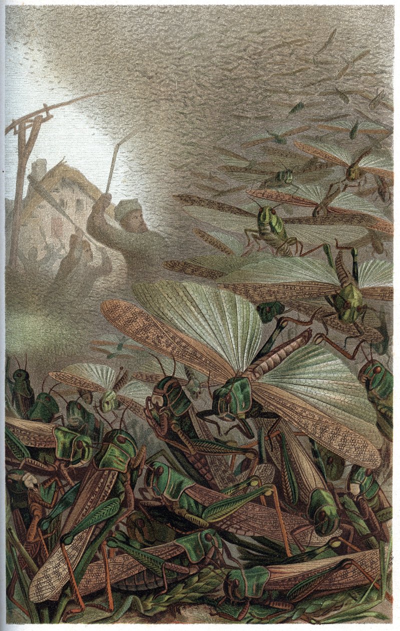 Göçmen Çekirge - Göçmen çekirge (Locust migratoria) - Alfred Edmund Brehm