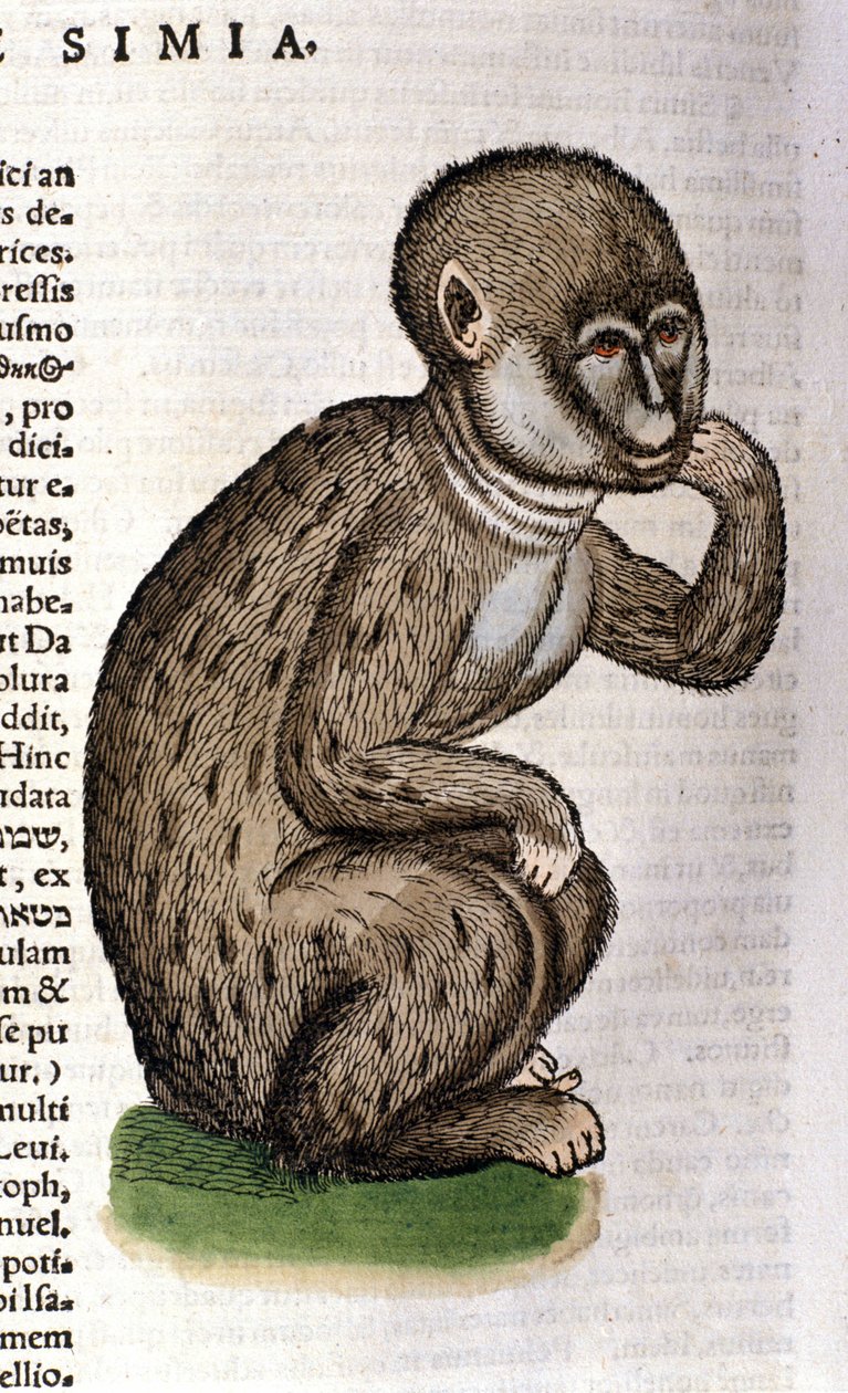 Monkey after the Historia Animalium, Conrad Gesner, Tiguri 1560. Biblioteca Nazionale Braidense. Milano by Unknown artist