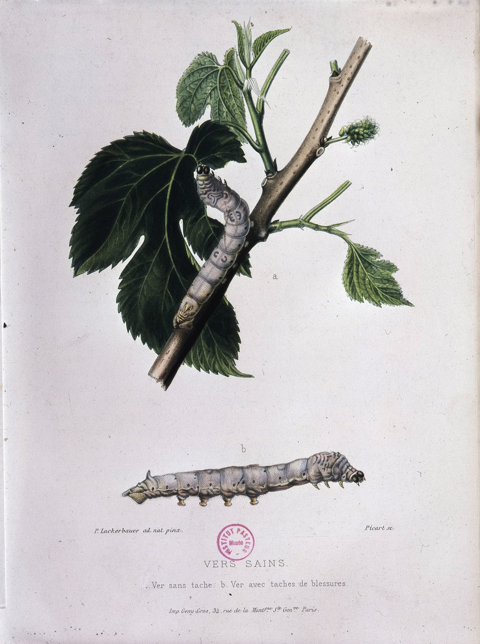 Dut ve ipekböceği - Pasteur Çalışması by Unknown artist