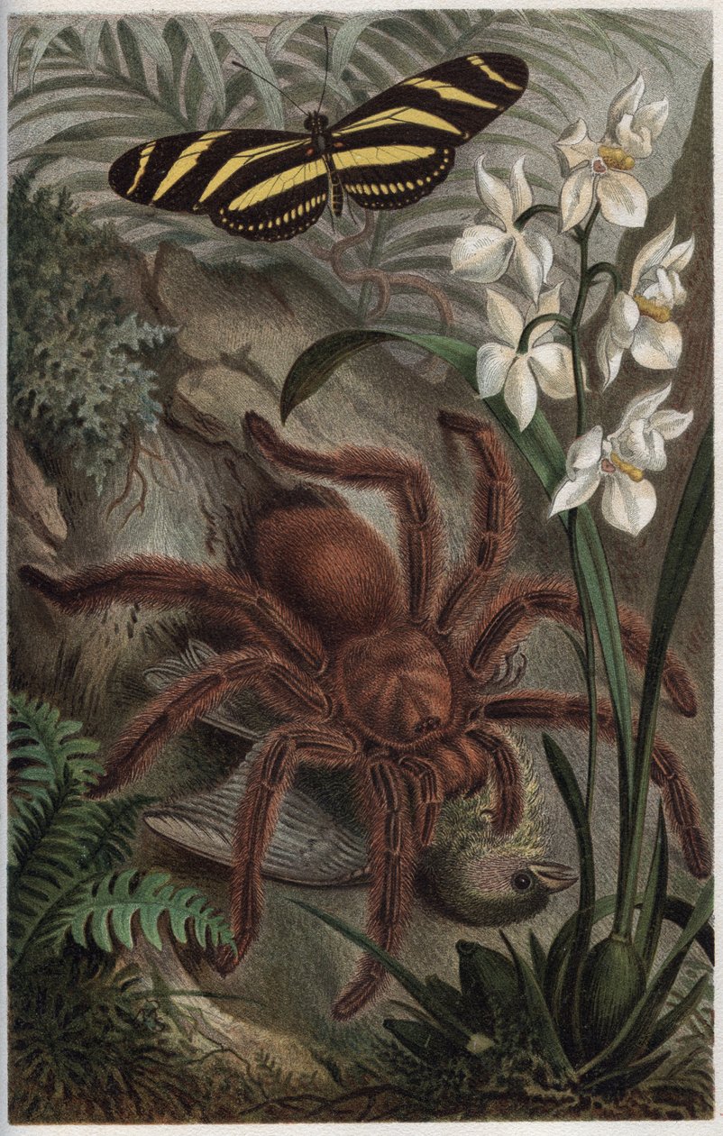 Mygalomorphae (Orthognatha) - Alfred Edmund Brehm (1829-1884) tarafından “” Brehm