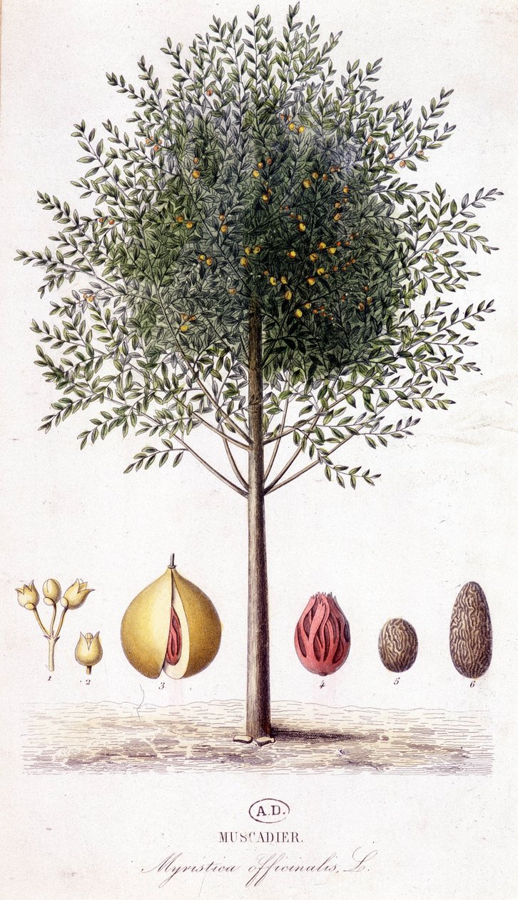Myristica fragrans - Muscadier (Myristica officinalis). botanik kurulu by Unknown artist