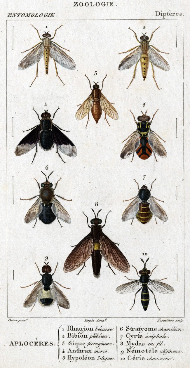 Doğal tarih panosu. Entomoloji. Dipter ailesi. Aploceres: 1. Rhagion kayını; 2. Plebeien biyonu; 3. Ferruginous Sic; 4 Şarbon morio; 5. Hypoleon 63 satır; 6. Stratyome bukalemun; 7; Cyrte asefal; 8. Teldeki Mydas; 9. Faydalı nemotel; 10.klavikorn ce by Unknown artist