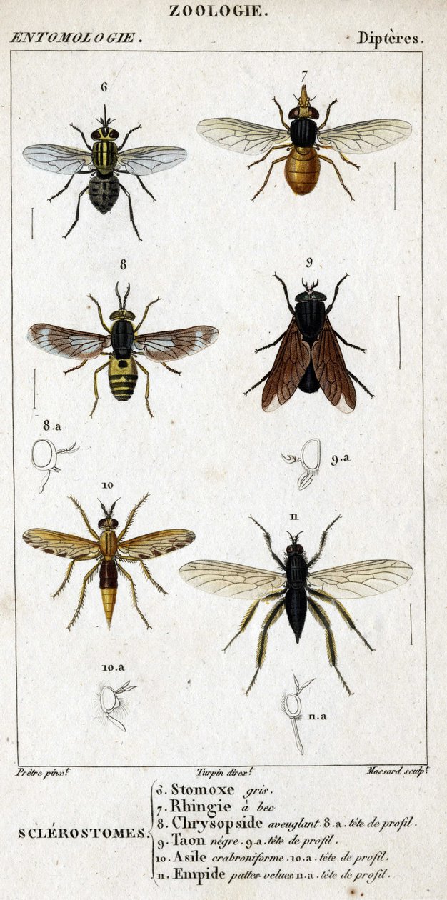 Doğal tarih panosu. Entomoloji. Dipter ailesi. Sklerostomlar: 6. Gri stomoks; 7. Gagalı ringia; 8. Kör Krizopsit; 8a. profil kafası; 9. Taon negre; 9a. profil başkanı; 10. Crabroniforme iltica; 10 A. profil başkanı; 11. Kıllı bacakları şekillendirin; yok by Unknown artist