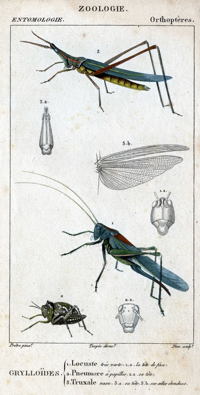 Doğal tarih panosu. Entomoloji. Ortopter ailesi. Grylloides: 1. Çekirge çok yeşil. 1 A. ön kafa; 2. Pneumore