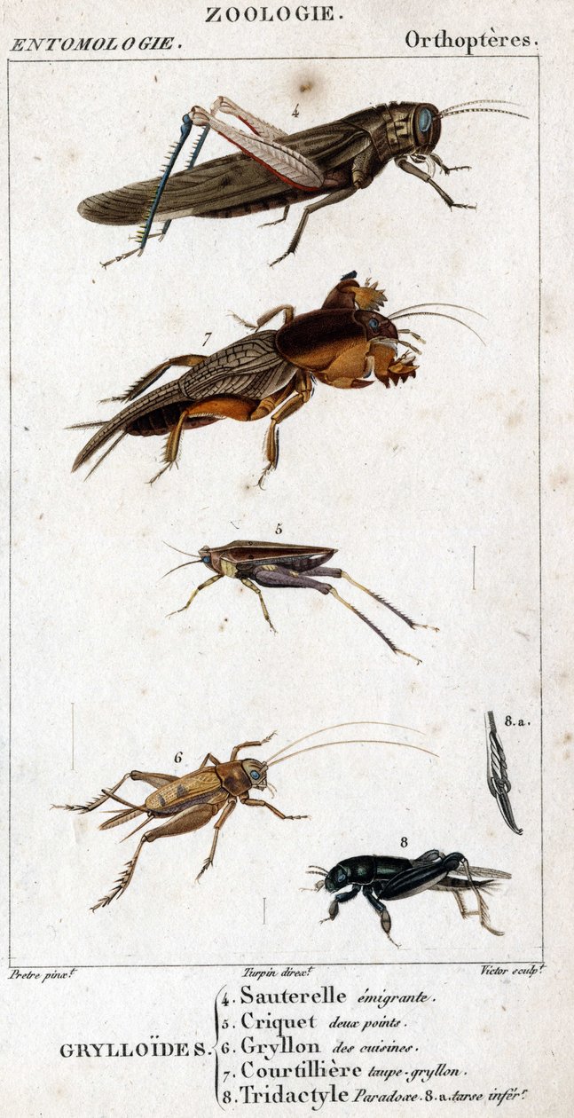 Doğal tarih panosu. Entomoloji. Ortopter ailesi. Grylloides: 4. Göç eden çekirge; 5. Çekirge iki nokta; 6. Mutfaklardan Gryllon; 7. Gryllon köstebek suyu; 8. Tridaktil paradoksu; 8a. alt tarsus. by Unknown artist