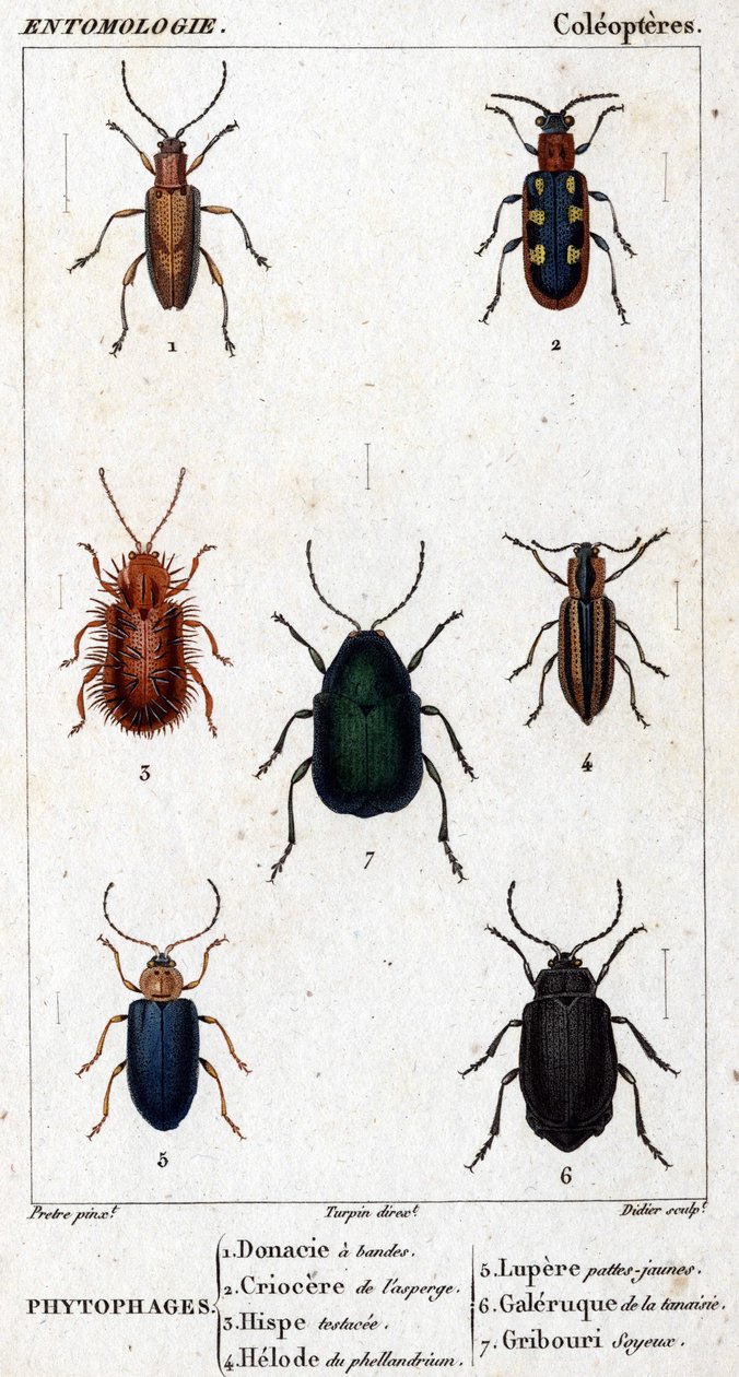 Doğal tarih panosu. Entomoloji. Koleopterlerin ailesi. Fitofajlar: 1. Bantlı donacia; 2.Kuşkonmaz criosere; 3. Hisp test edildi; 4. Phellandrium helode; 5. Lupere sarı bacaklar; 6. Tansy galerisi; 7. İpeksi karalama. by Unknown artist