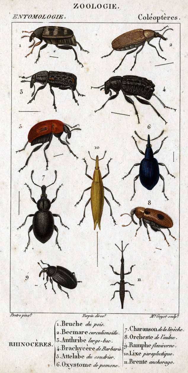Doğal tarih panosu. Entomoloji. Koleopterlerin ailesi. Gergedan: 1. Bezelye bruche; 2. Beemare curculionoid; 3. Anthribe büyük gagalı; 4. Dikenli Brachycere; 5. Kudretinin Attelabra