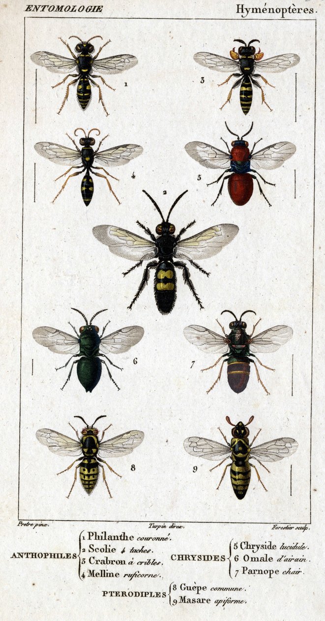 Doğal tarih panosu. Entomoloji. Hymenopteres ailesi. Antofiller: 1. Hayırsever taç; 2. Scoile 4 nokta; 3. Crabron taraması; 4 Melline ruficorne. Chryside: 5. Lucidulous Chryside; 6. Beyin Omalum; 7. Parnope eti. Pterodiples: 8. ortak alan; 9. Masar by Unknown artist
