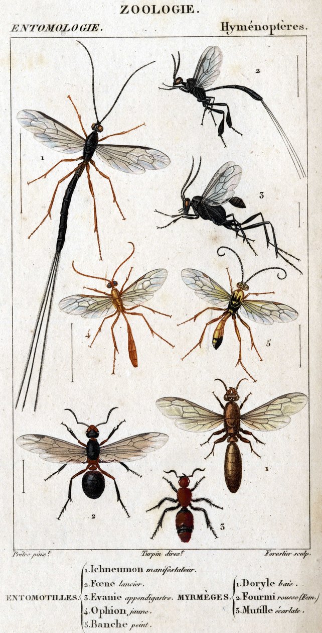 Doğal tarih panosu. Entomoloji. Hymenopteres ailesi. Entomotiller: 1. Inchneumon protestocu; 2. Foene mızraklı; 3. Evanie apandisit; 4. Sarı ophion; 5. Beyaz boyalı. Myrmeges: 1. Doryle koyu; 2. Sağlanan kızıl saçlı (Fem.) 3. Ecarlate mutil. by Unknown artist