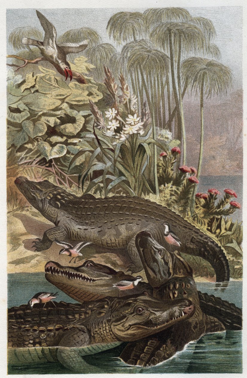 Nil Timsahı - Nil timsahı (Crocodylus niloticus) - Alfred Edmund Brehm