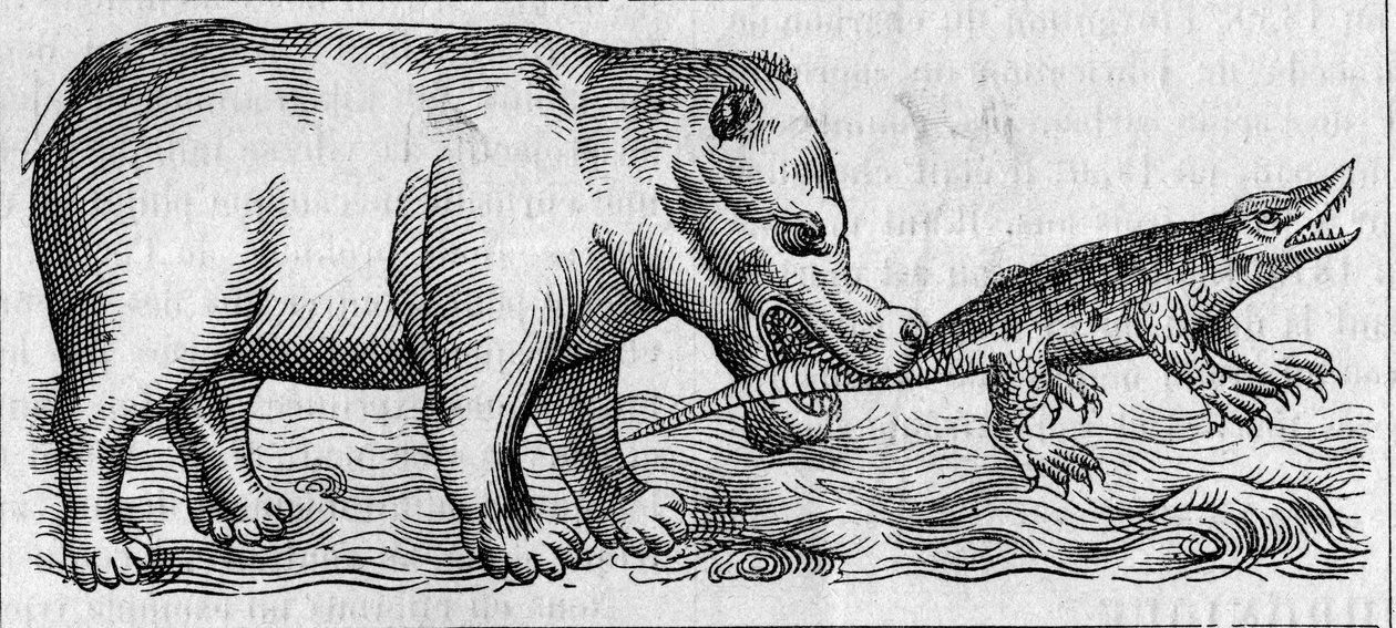 Nil Hippo. (Pierre Belon