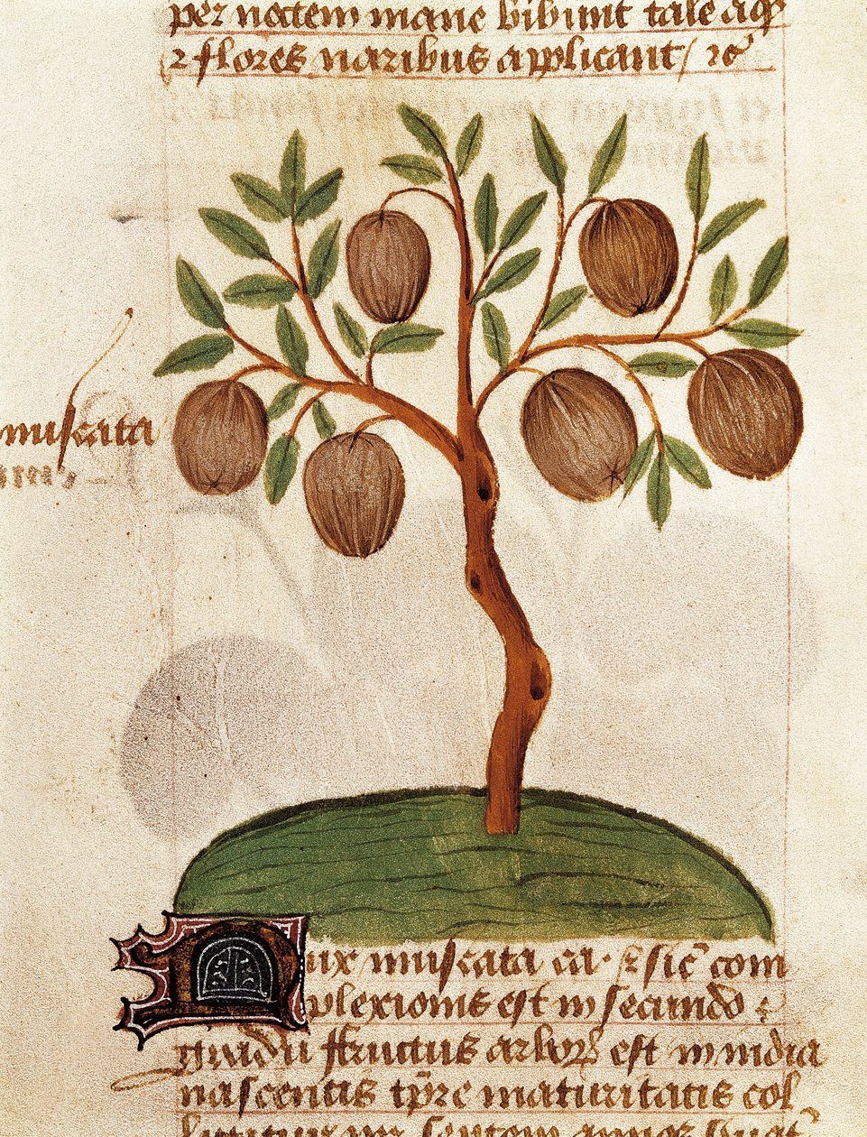 Hindistan cevizi, Şifalı bitkilerin tanımı ve nasıl hazırlanacağı. Pedanius Dioscorides'in "Bitkiler üzerine inceleme" (Tractatus de herbis) el yazmasından bir sayfa by Unknown artist