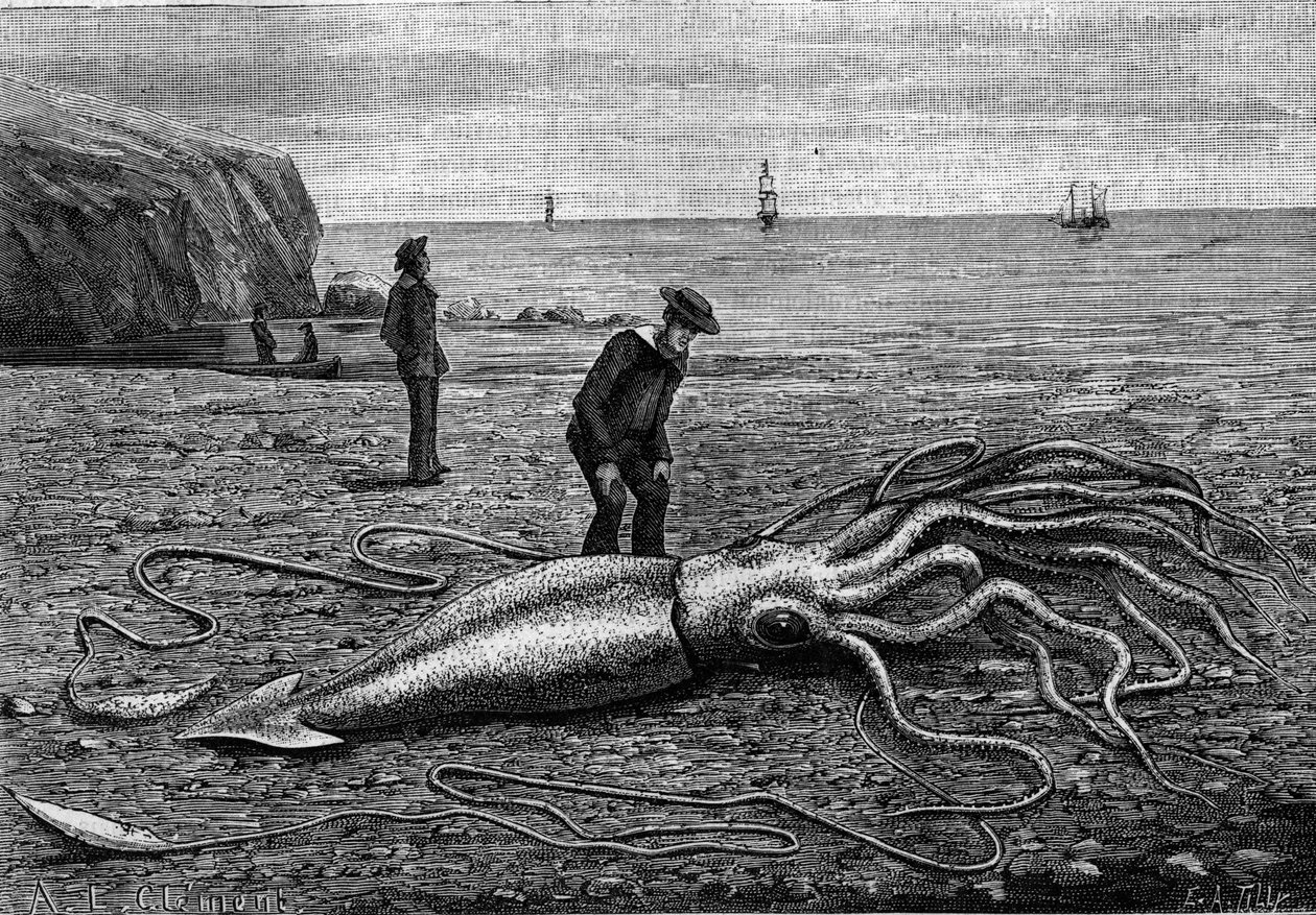 Newfoundland, Newfoundland sahilindeki ahtapot: “” Architeuthis princeps””. 9 Haziran 1883 tarihli “Doğa: bilimlerin ve sanat ve endüstriye uygulamalarının gözden geçirilmesi” nde gravür. by Unknown artist
