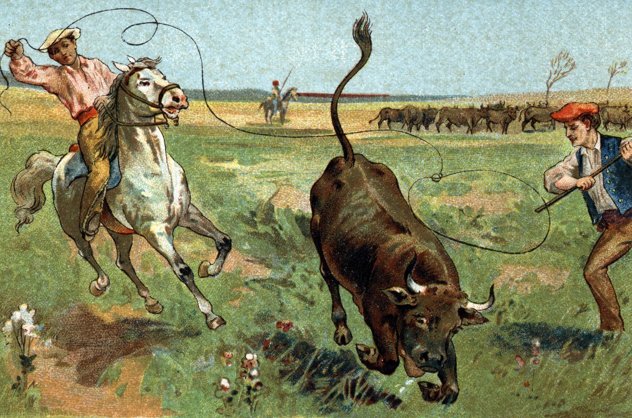 Provence bölgesinde kutlanan eski bir gelenek: Camargue