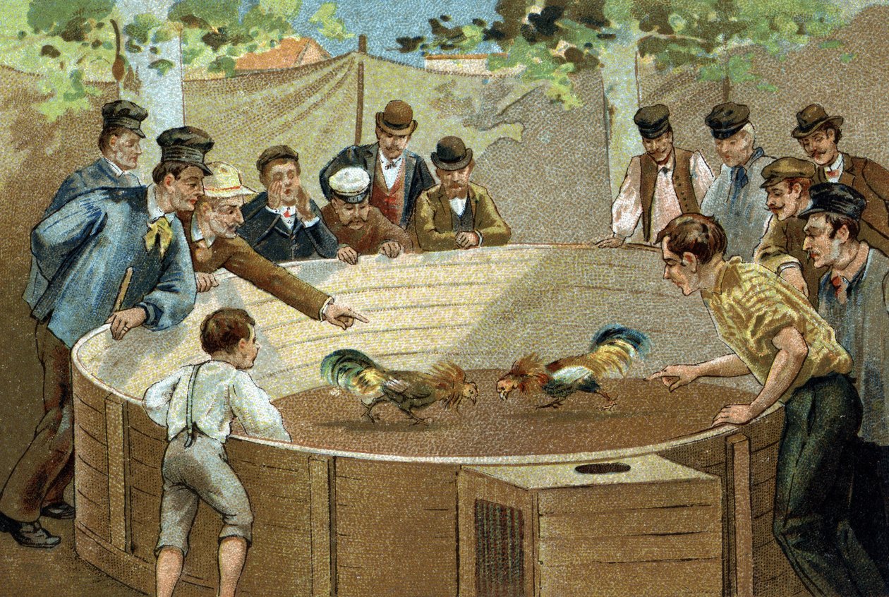 Flanders bölgesinde kutlanan eski bir gelenek: Horoz dövüşü. 19. yüzyılın sonlarında kromolitografi. by Unknown artist