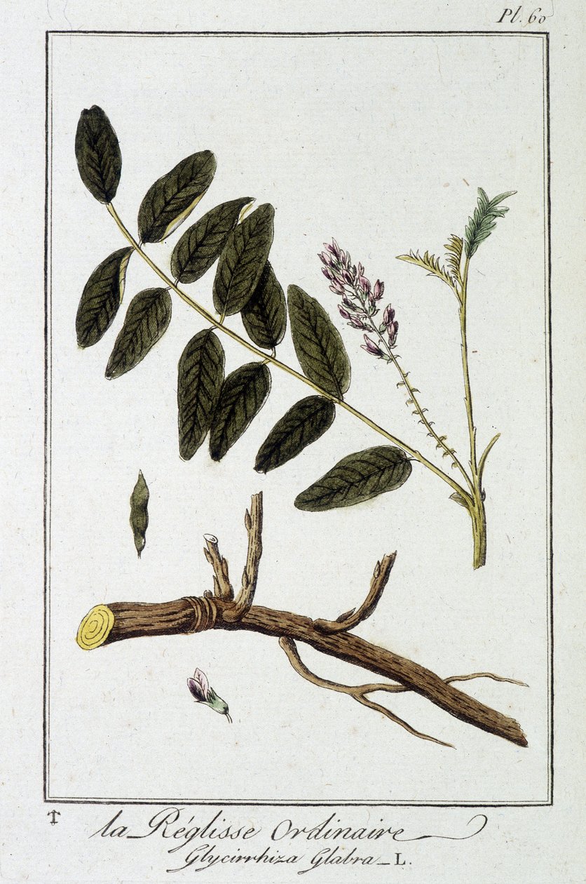 Sıradan sıvı (Glycyrrhiza glabra) - J.C. Philibert, Imprimerie de Crapelet, Paris tarafından düzenlenen “Tüccarların kullanımı için botanik egzersizleri” bölümünde by Unknown artist