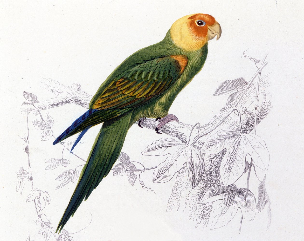 Ornitoloji: Carolina papağanı. (Psittacus carolinensis) by Unknown artist