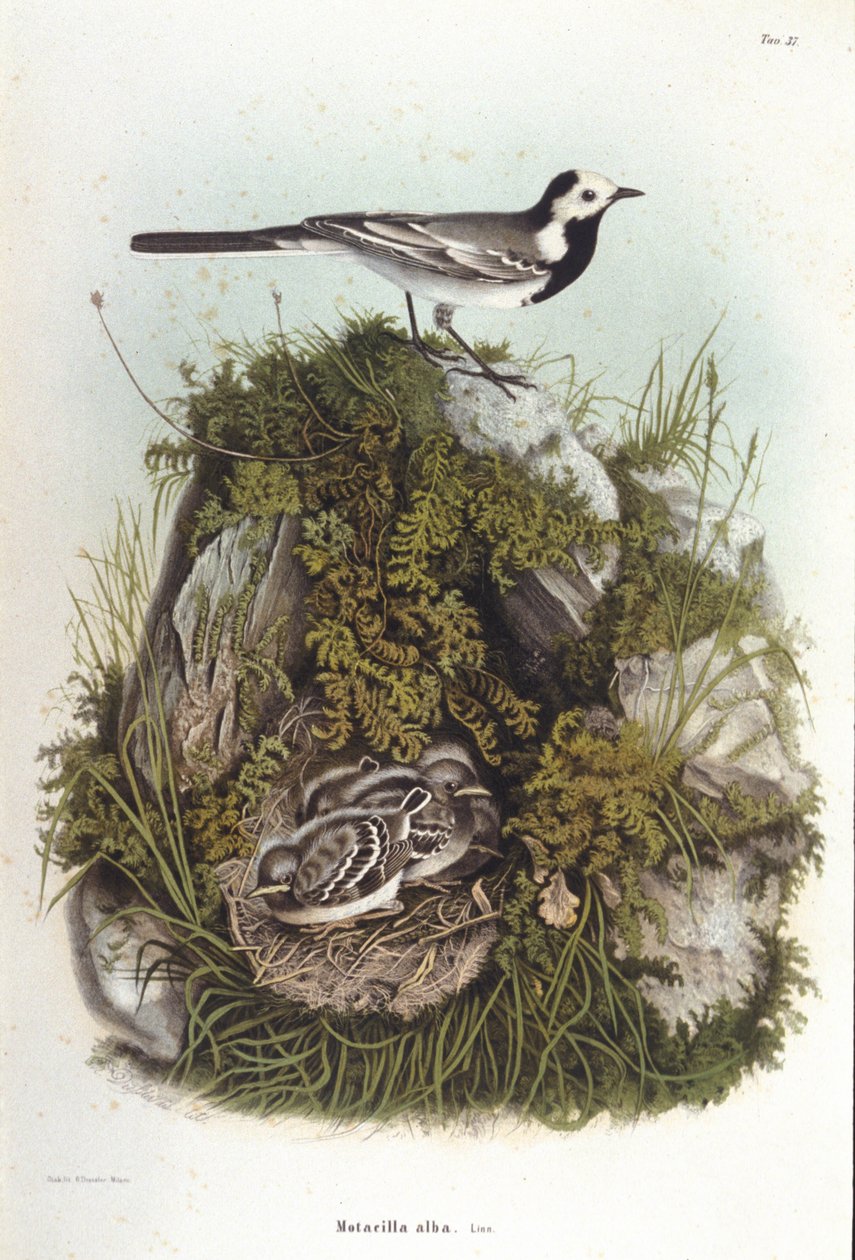 Ornitoloji: yavrularının yuvasına yakın gri bir bergeronnet (motacilla alba). 19. yüzyıl zooloji kurulu by Unknown artist