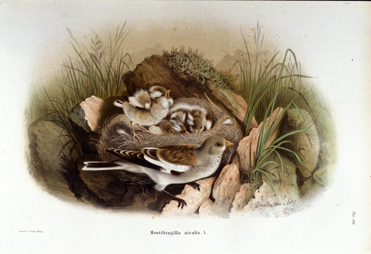 Ornitoloji: yavrusunun yuvasına yakın bir dağ niverolle. by Unknown artist