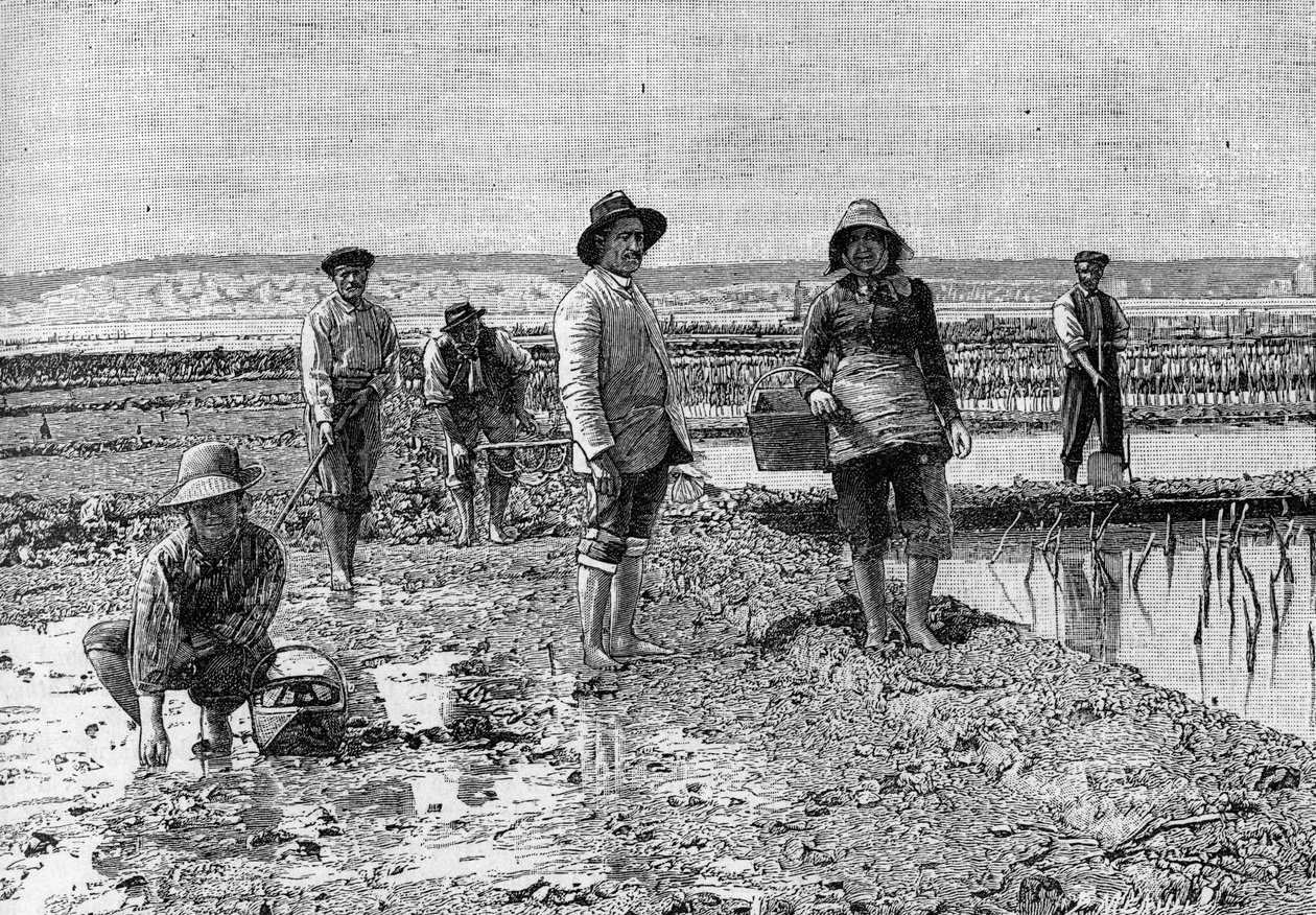 Ostreiculture - Arcachon havzasında (1894) istiridye yetiştiriciliği: istiridye parkçıları (bir fotoğraftan). 23 Haziran 1894 tarihli “” La Nature: revue des sciences et de leurs apps aux arts et a l