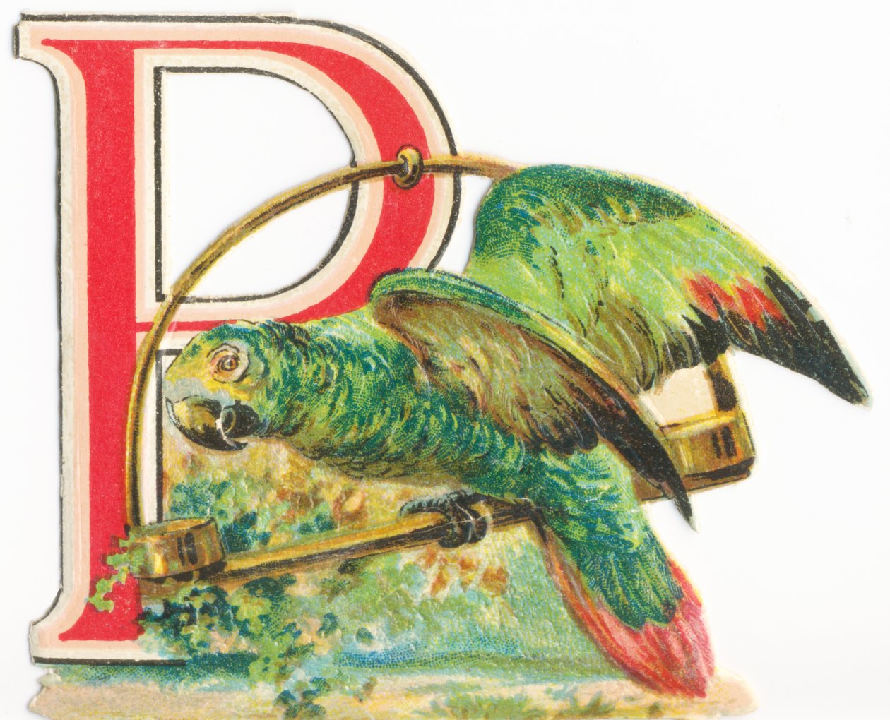 P: papağan by Unknown artist