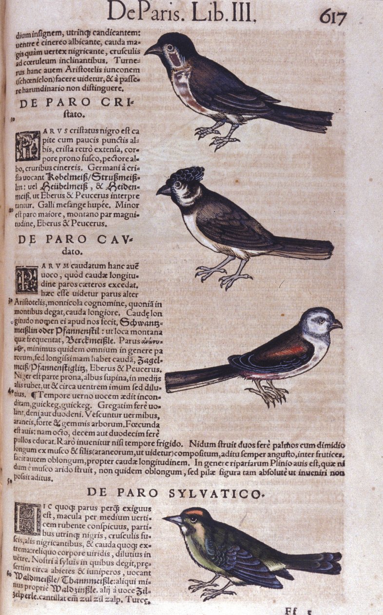 Passereaux in Historia Animalium, Conrad Gesner (1516 - 1565), Tiguri by Unknown artist