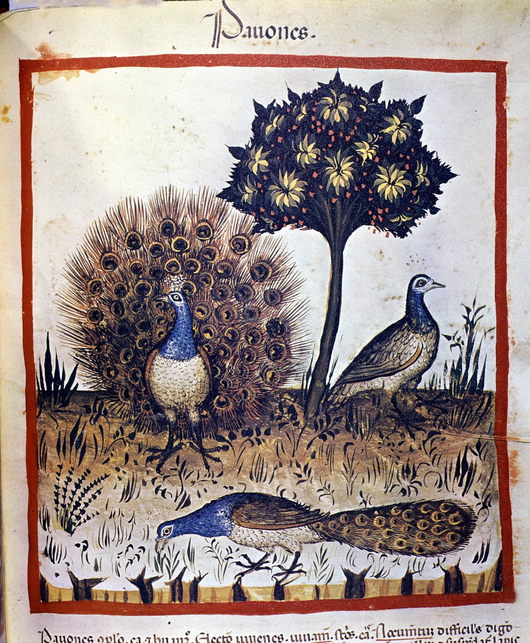 "Tacuinum Sanctum" da temsil edilen tavus kuşları by Unknown artist