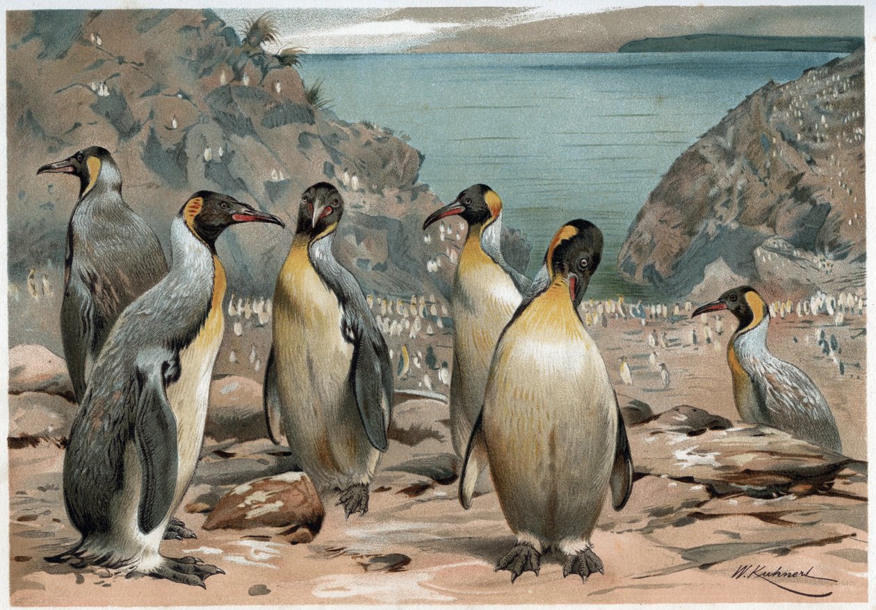 Penguenler - A E Brehm, Torino tarafından “” Hayvanların yaşamı ””nda by Unknown artist