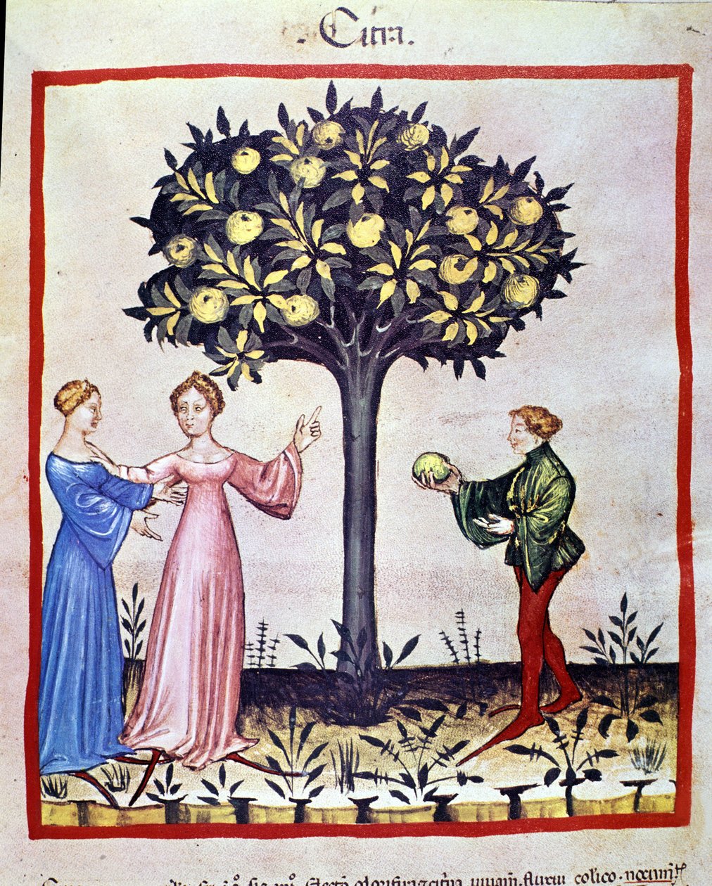 Sedir toplama, cedratier meyvesi. İlaç ve diyetetik sağımlarından aydınlatma “” Tacuinum sanitatis”” by Unknown artist