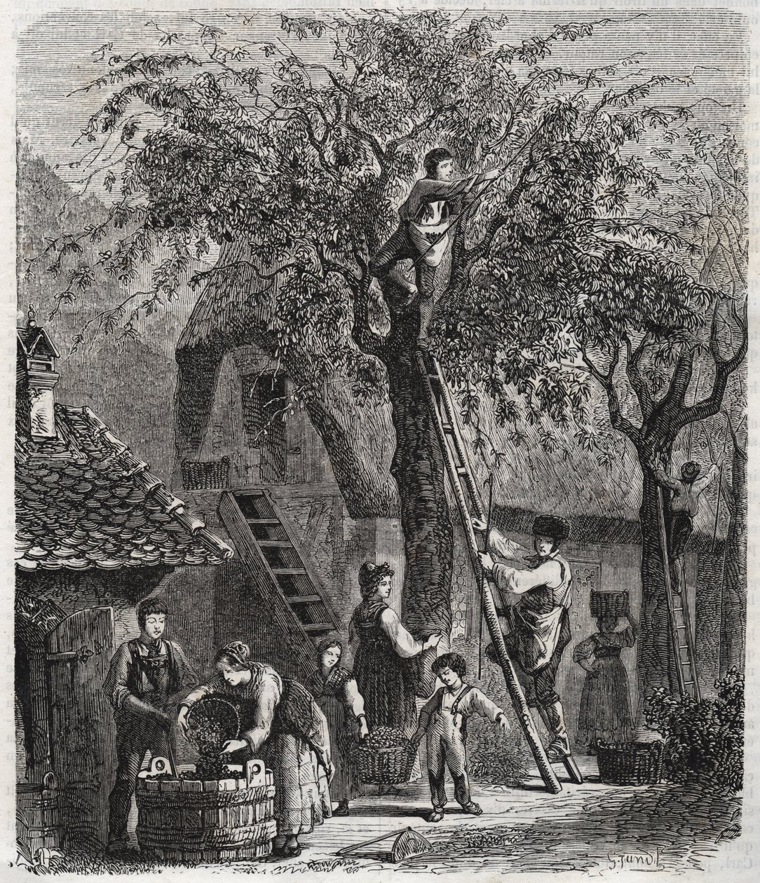 Kiraz toplamak - Kiraz toplamak - 1860 gravürü - by Unknown artist