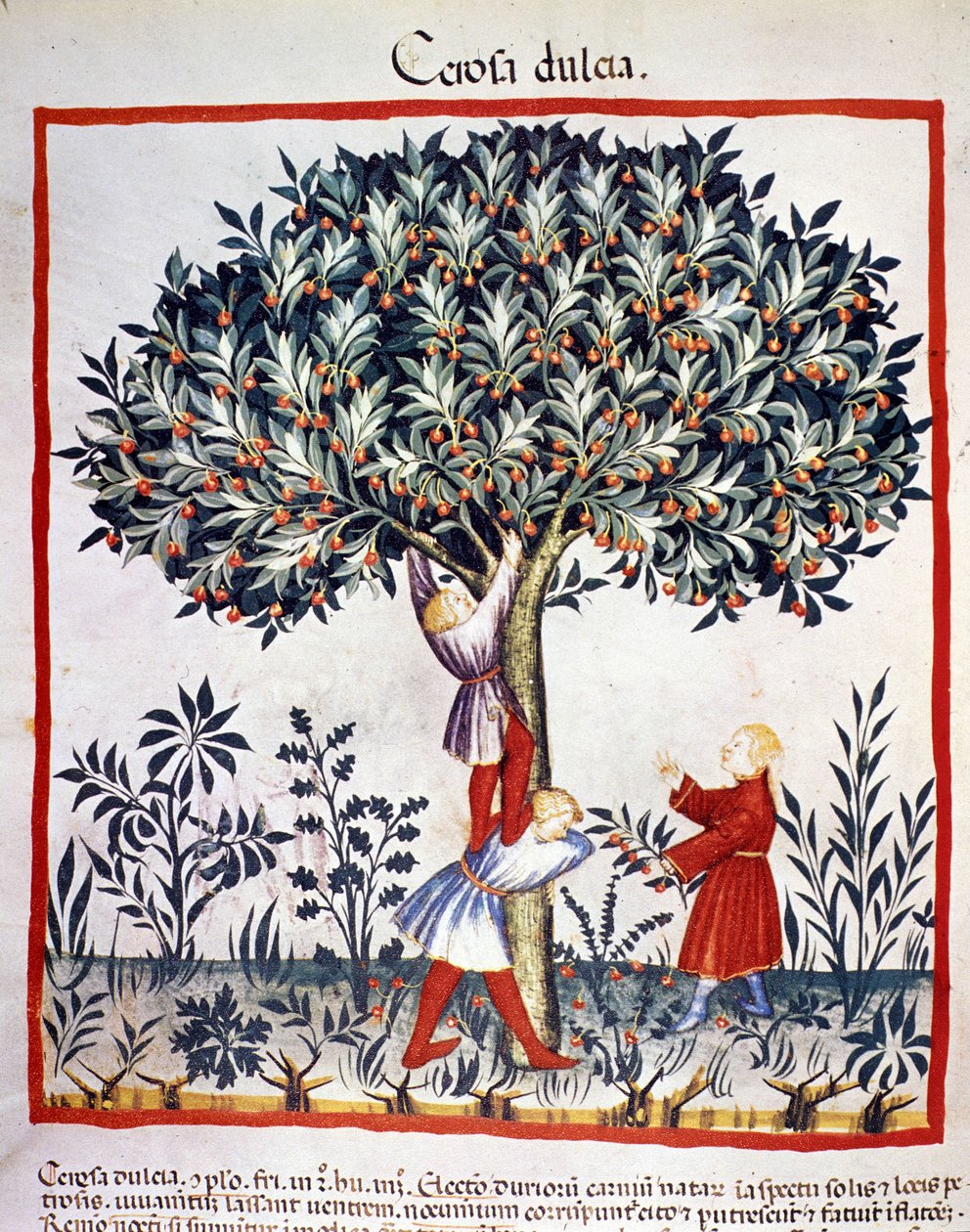 Kiraz toplamak. İlaç ve diyetetik sağımlarından aydınlatma “” Tacuinum sanitatis”” by Unknown artist