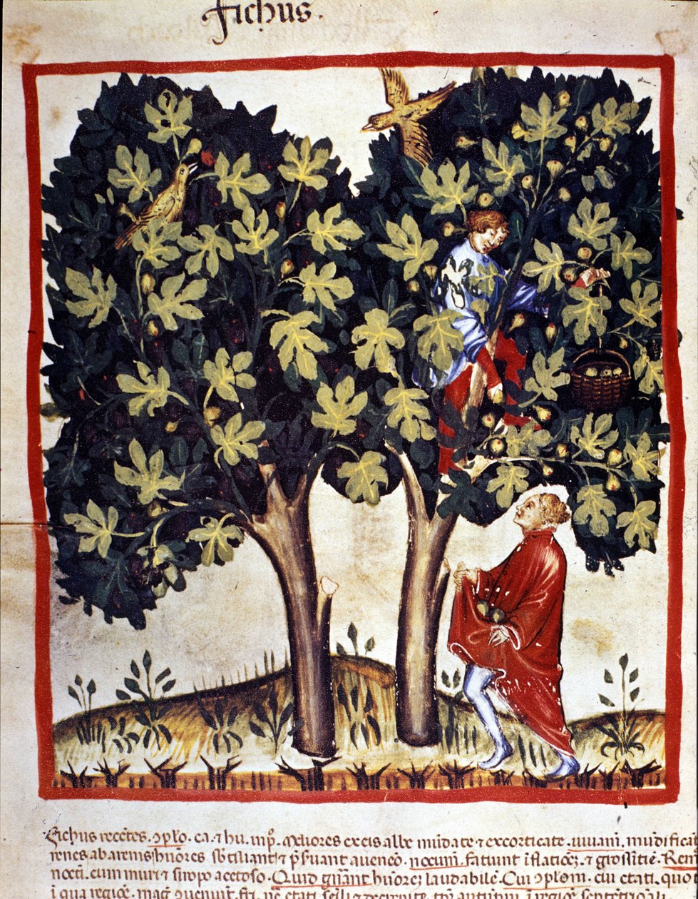 İncir toplamak. İlaç ve diyetetik sağımlarından aydınlatma “” Tacuinum sanitatis”” by Unknown artist