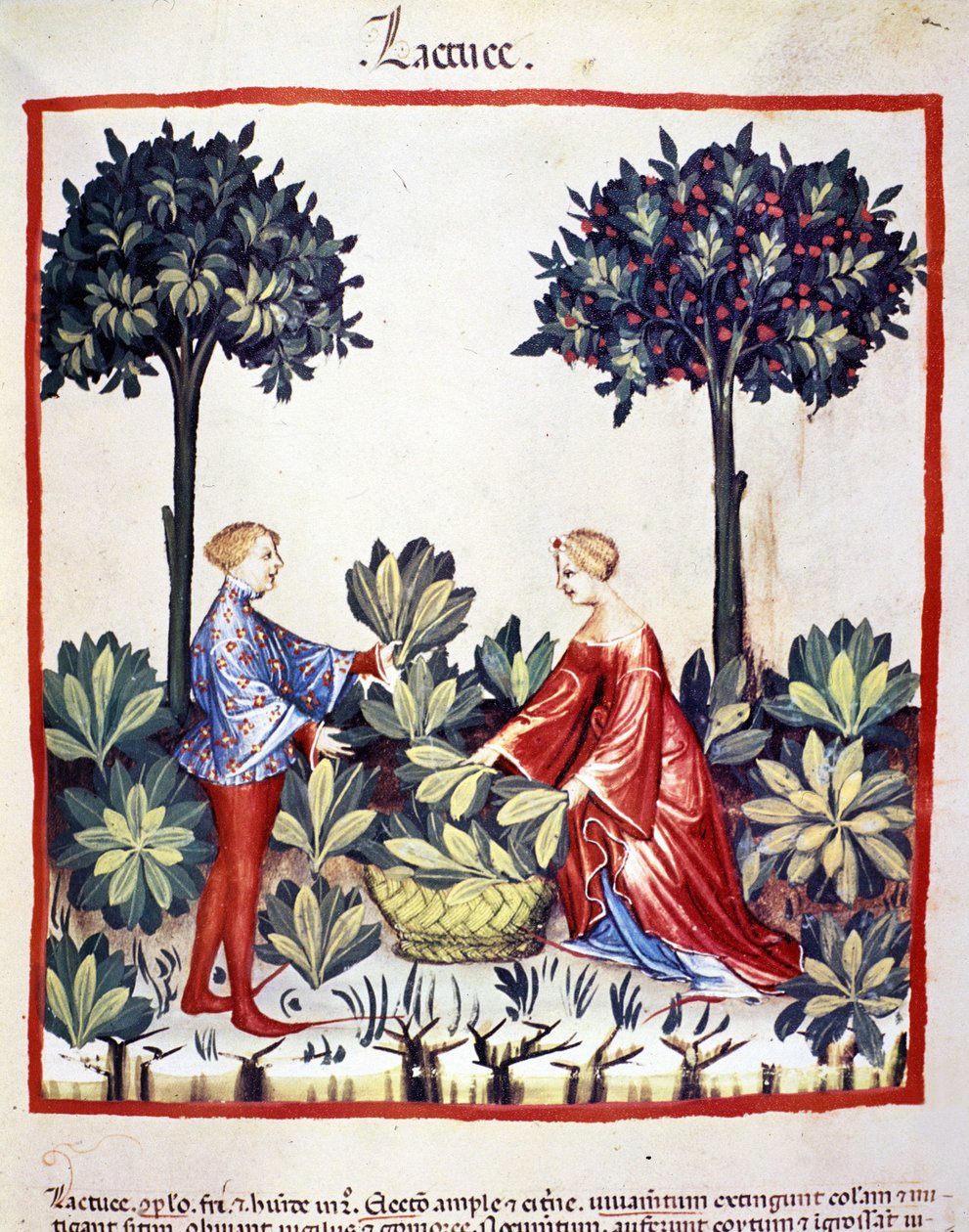 Marul toplamak. İlaç ve diyetetik sağımlarından aydınlatma “” Tacuinum sanitatis”” by Unknown artist