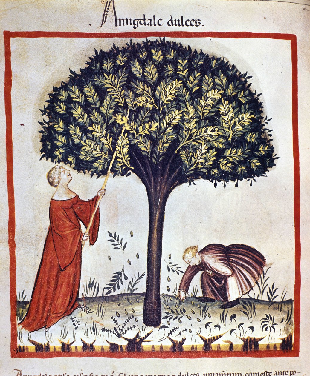 Tatlı badem toplamak. İlaç ve diyetetik sağımlarından aydınlatma “” Tacuinum sanitatis”” by Unknown artist