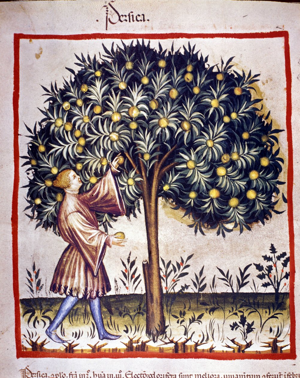 Balık tutmak. İlaç ve diyetetik sağımlarından aydınlatma “” Tacuinum sanitatis”” by Unknown artist
