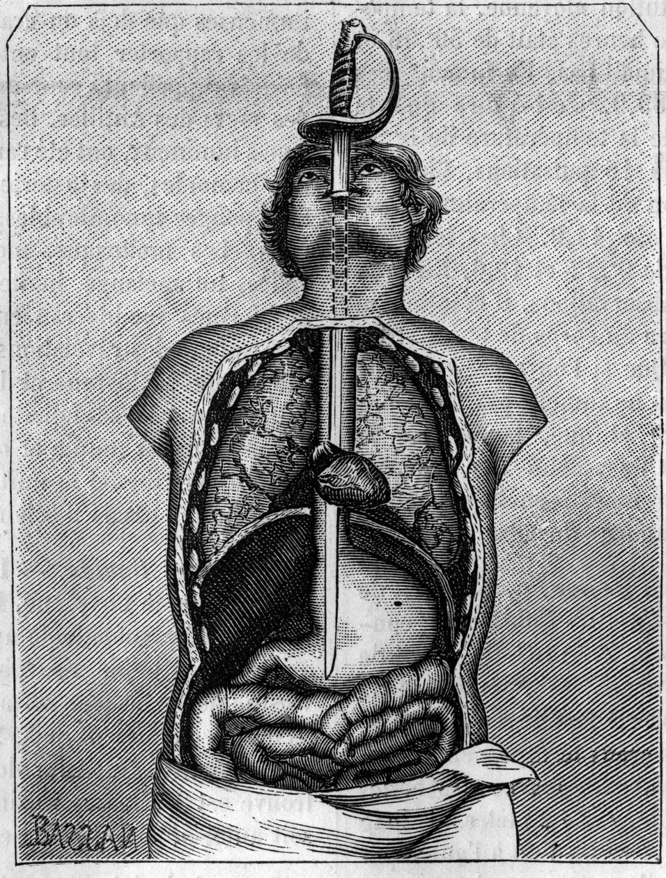 Bir kırlangıç gövdesinde bıçağın kapladığı konum. 21 Temmuz 1883 tarihli “” La Nature: revue des sciences et de leurs apps aux arts et a l
