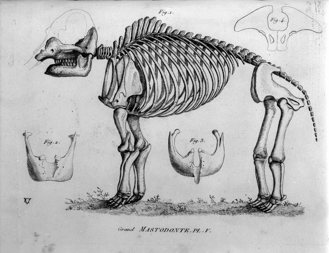 Tarih Öncesi: Mastodonte iskeleti, fosil memeliler (Mas gigantium). 19. yüzyılın paleontoloji kurulu. by Unknown artist