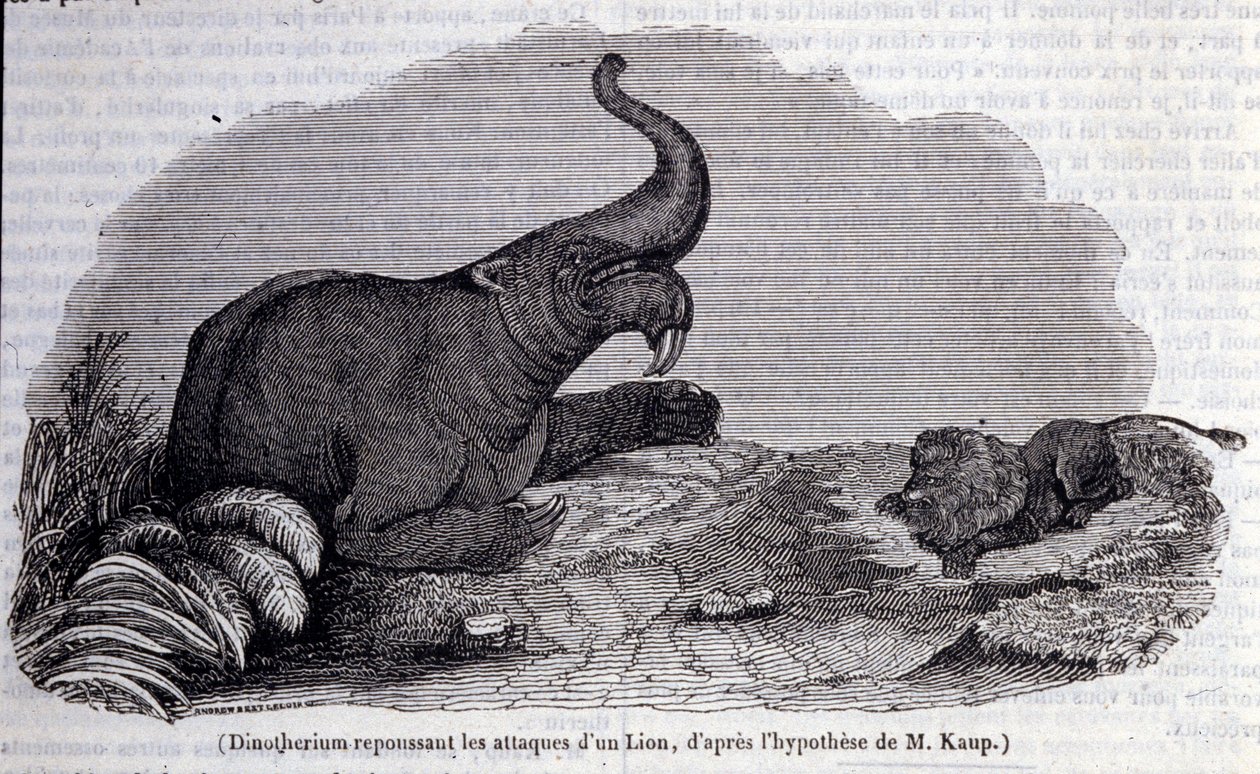 Tarihöncesi: bir aslanın saldırısını püskürten bir Dinotherium, dayanıklı deri türü temsili. 19. yüzyıl gravürü by Unknown artist