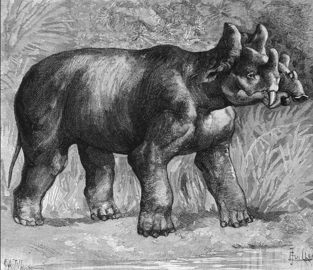 Tarihöncesi: mucizevi bir dinozorun, sönük bir gergedan türünün temsili. 19. yüzyılın sonundan gravür by Unknown artist