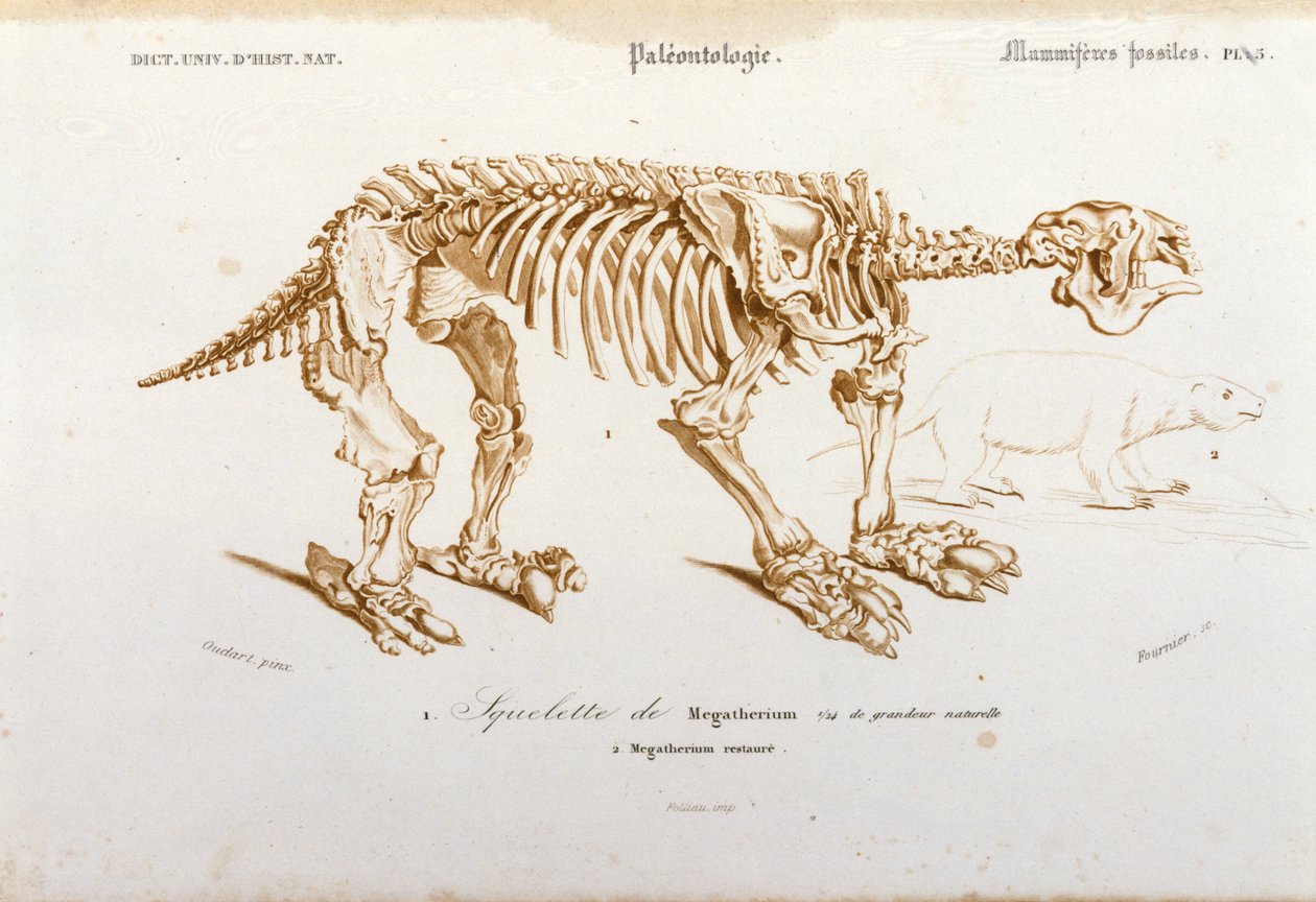 Tarih öncesi: megatherium iskeleti (fil ailesinin karasal tembel) memeli fosili. Bay Charles D