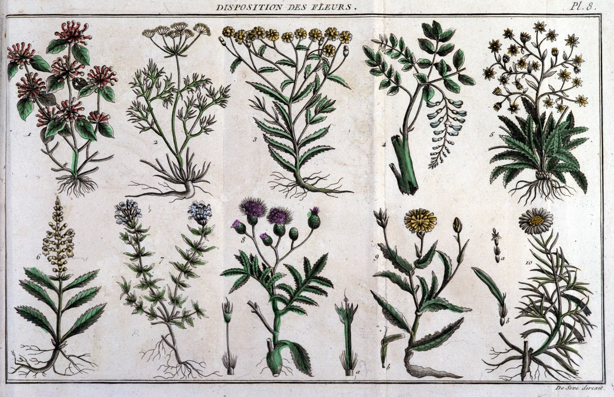 Çiçeklerin hükümleri: "" içinde Flora Françoise veya Fransa