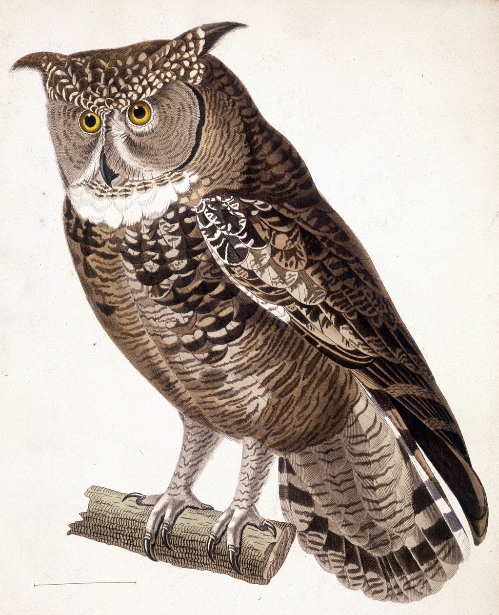 Raptor: Afrika baykuşu. 19. yüzyıl gravürü by Unknown artist