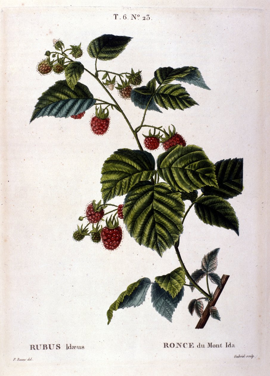 Ahududu ve meyve: 19. yüzyıl botanik tahtası. by Unknown artist
