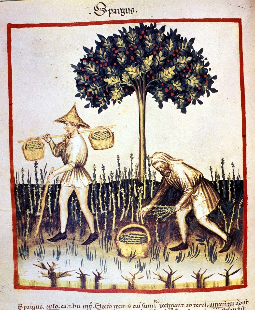 Kuşkonmazı hatırla. İlaç ve diyetetik sağımlarından aydınlatma “” Tacuinum sanitatis”” by Unknown artist