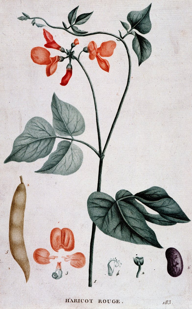 Kırmızı Fasulye, Botanik Kurulu by Unknown artist