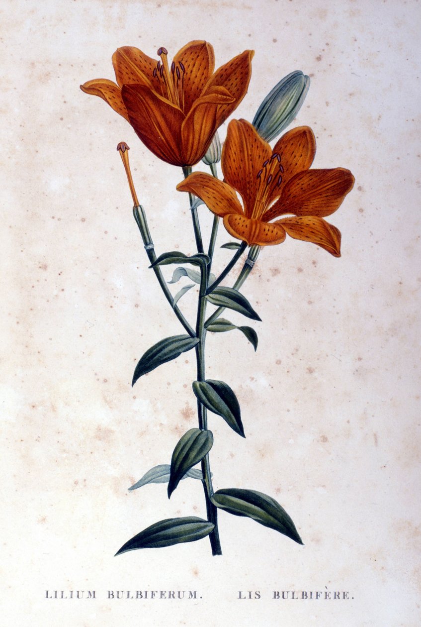Kırmızı soğanlı zambak. 19. yüzyıl gravürü. by Unknown artist