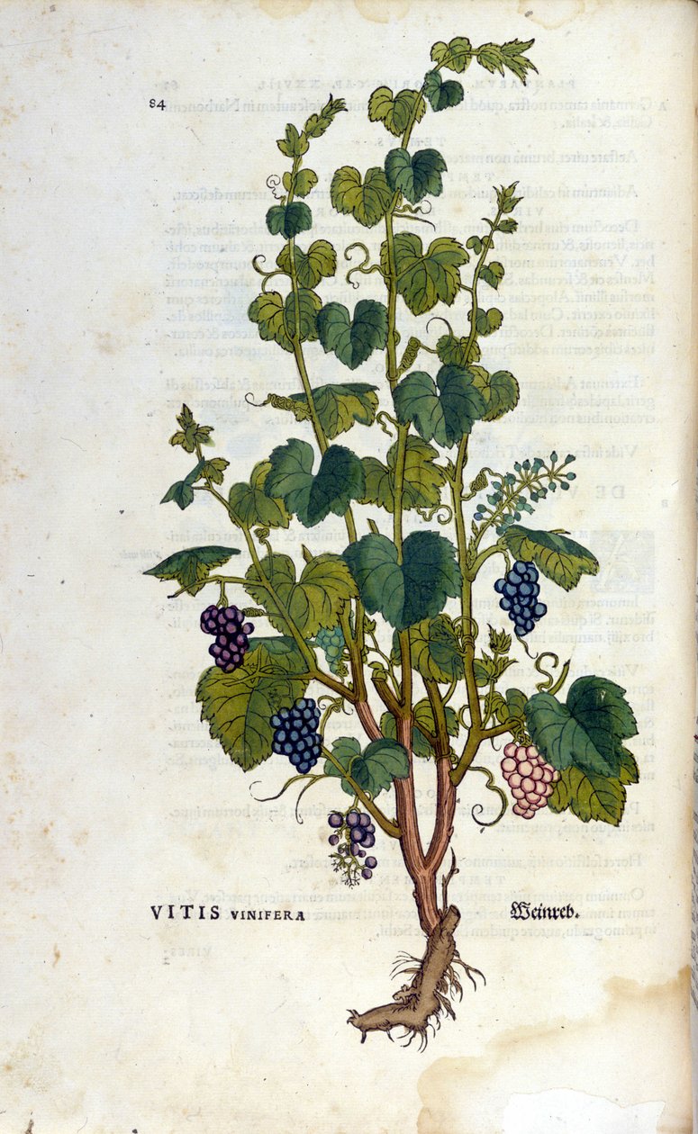 Kırmızı şarap. 19. yüzyıl herbaryumu. by Unknown artist
