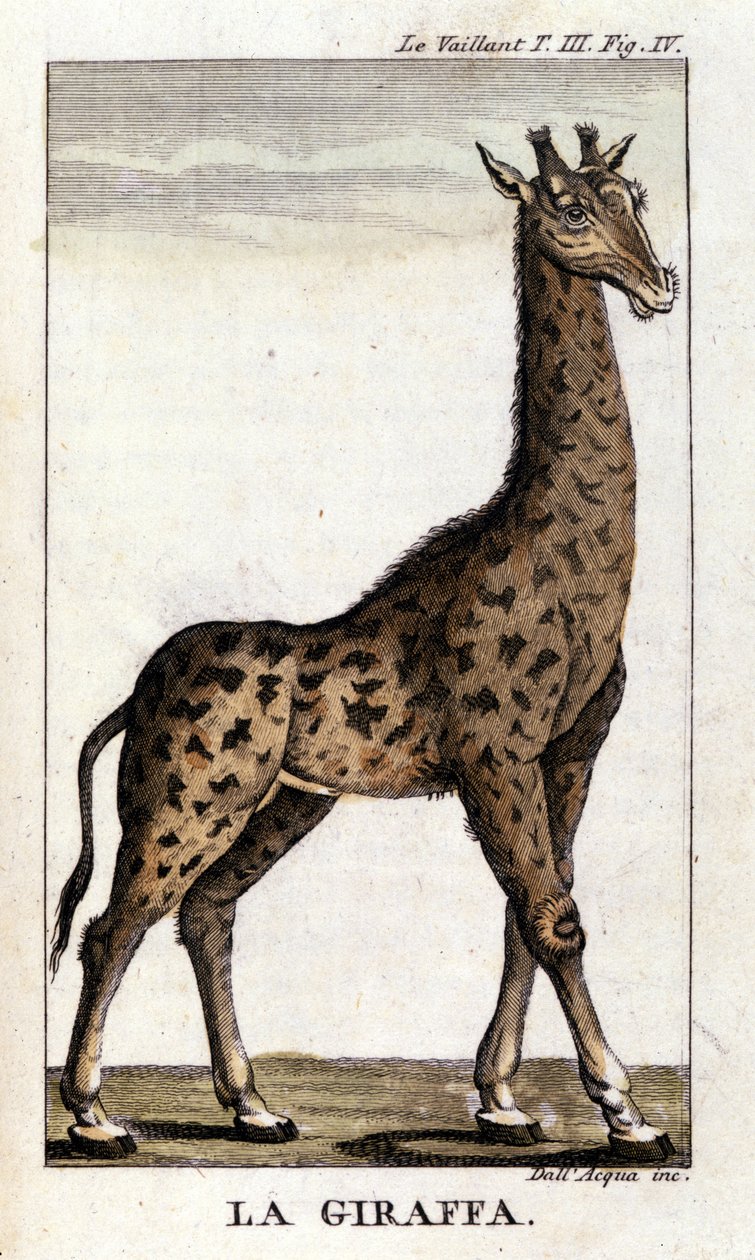 Bir zürafanın temsili. by Unknown artist