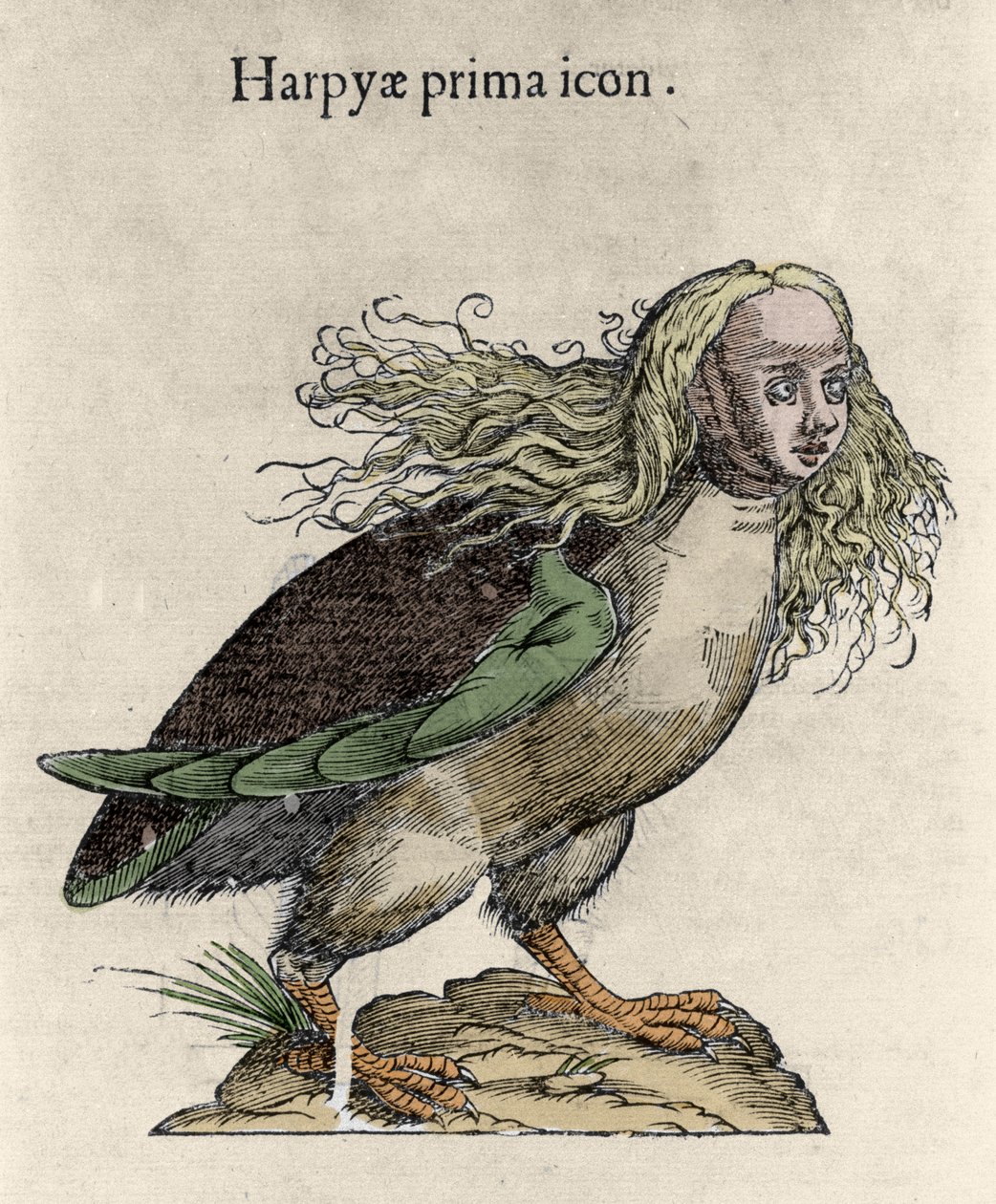 Ulisse Aldrovandi (1522-1605), "Canavarların Tarihi", Bologna 1642 tarafından harpy gravürünün temsili by Unknown artist