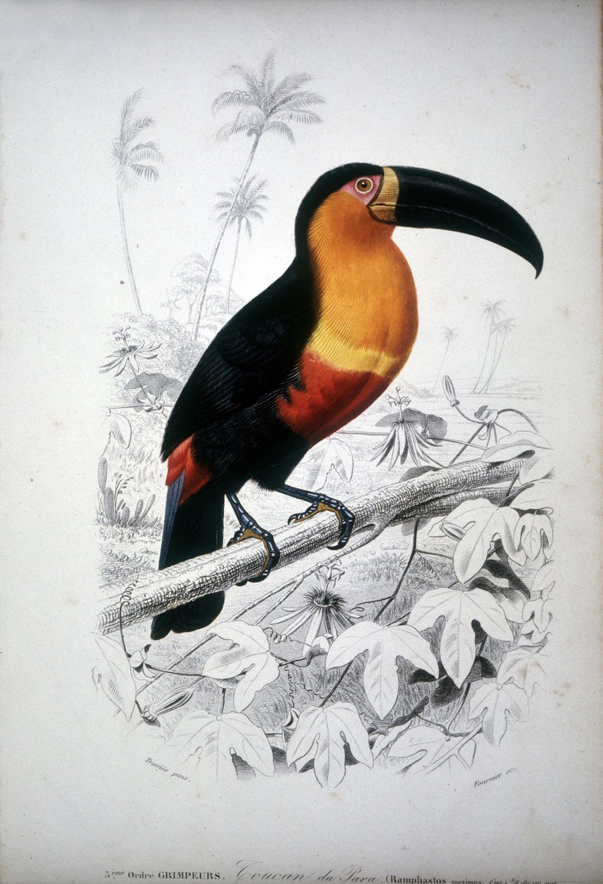 Bir toucan temsili, Güney Amerika kuşu. 19. yüzyıl gravürü. by Unknown artist